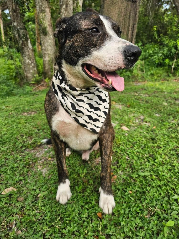 Dog Hanks